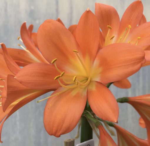 SH510  Dark orange/peach Clivia miniata with yellow striping to external petal surfaces - Image 2
