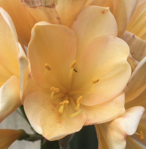 SH513  Light peach Clivia miniata with light pink blush - Image 2