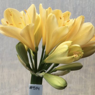 SH514  Light peach Clivia miniata with strong yellow tones and light green center