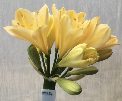 SH514  Light peach Clivia miniata with strong yellow tones and light green center