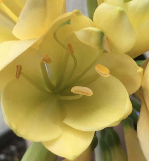 SH514  Light peach Clivia miniata with strong yellow tones and light green center - Image 2