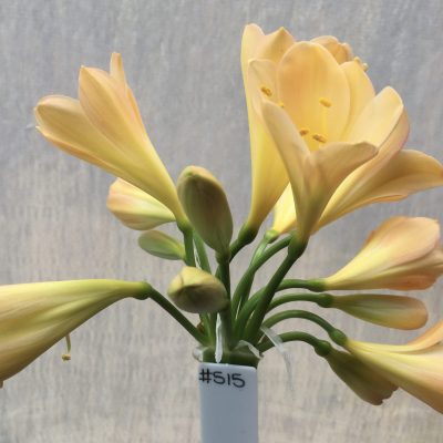 SH515  Light peach Clivia miniata with pink blush