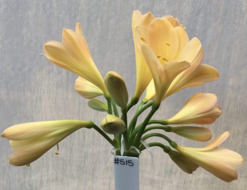 SH515  Light peach Clivia miniata with pink blush