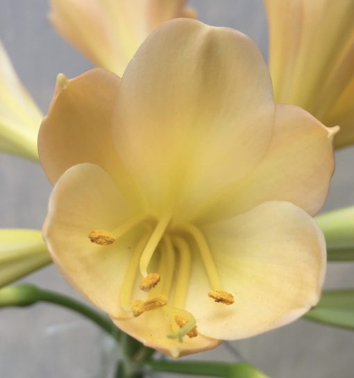 SH515  Light peach Clivia miniata with pink blush - Image 2