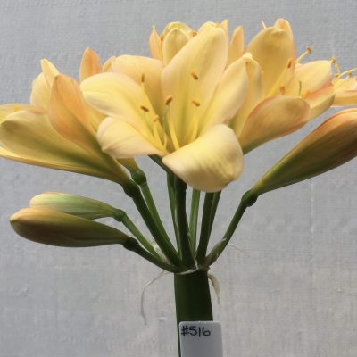 SH516  Light peach Clivia miniata with pink blush and edges to some petals