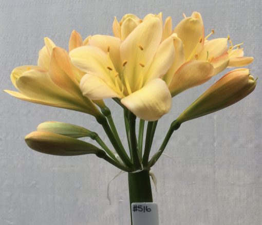 SH516  Light peach Clivia miniata with pink blush and edges to some petals
