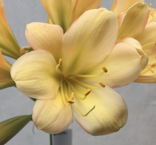 SH516  Light peach Clivia miniata with pink blush and edges to some petals - Image 2