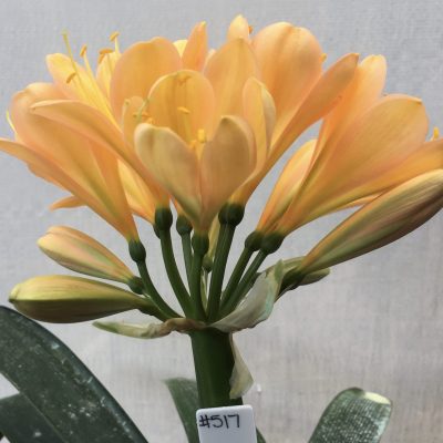 SH517  Mid peach Clivia miniata with strong pink blush