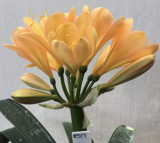 SH517  Mid peach Clivia miniata with strong pink blush