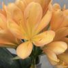 SH517  Mid peach Clivia miniata with strong pink blush - Image 2