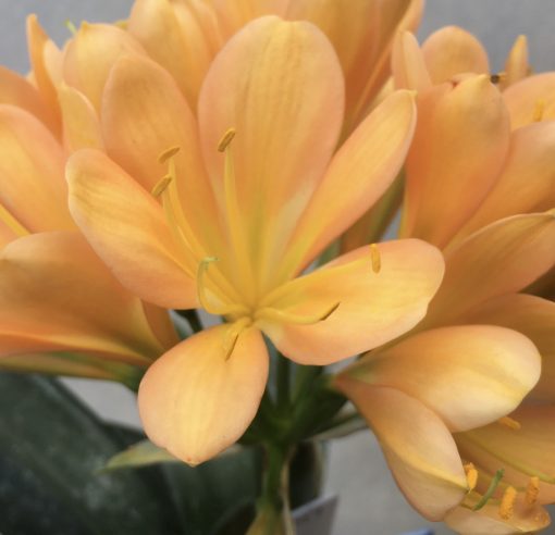 SH517  Mid peach Clivia miniata with strong pink blush - Image 2