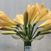 SH518  Light peach Clivia miniata with delicate pink blush