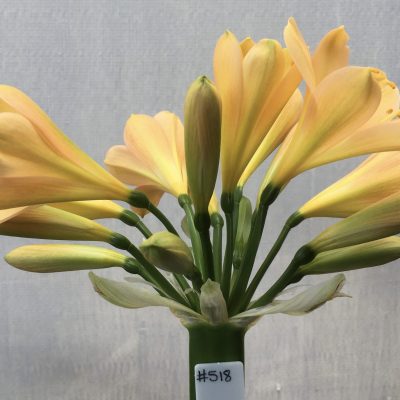 SH518  Light peach Clivia miniata with delicate pink blush
