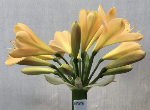 SH518  Light peach Clivia miniata with delicate pink blush