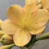 SH518  Light peach Clivia miniata with delicate pink blush - Image 2
