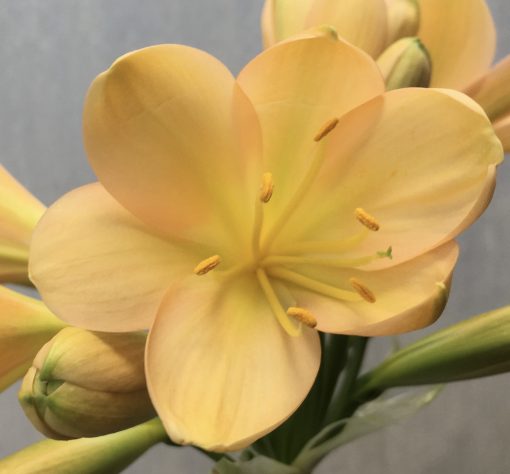 SH518  Light peach Clivia miniata with delicate pink blush - Image 2
