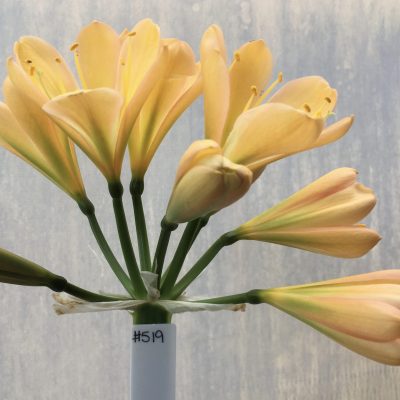 SH519  light to mid peach Clivia miniata with light pink blush and green throat