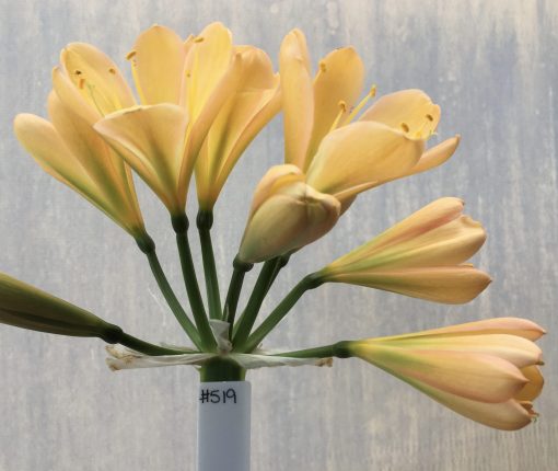SH519  light to mid peach Clivia miniata with light pink blush and green throat