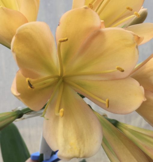 SH519  light to mid peach Clivia miniata with light pink blush and green throat - Image 2