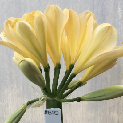 SH520  Very light peach Clivia miniata with strong yellow tones