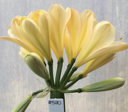 SH520  Very light peach Clivia miniata with strong yellow tones