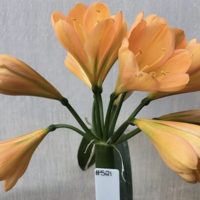 SH521  Dark peach Clivia miniata with strong green center