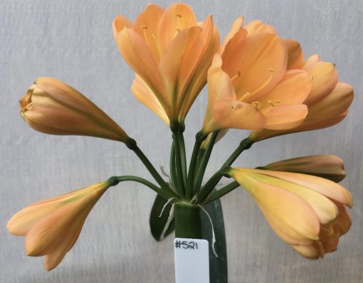 SH521  Dark peach Clivia miniata with strong green center