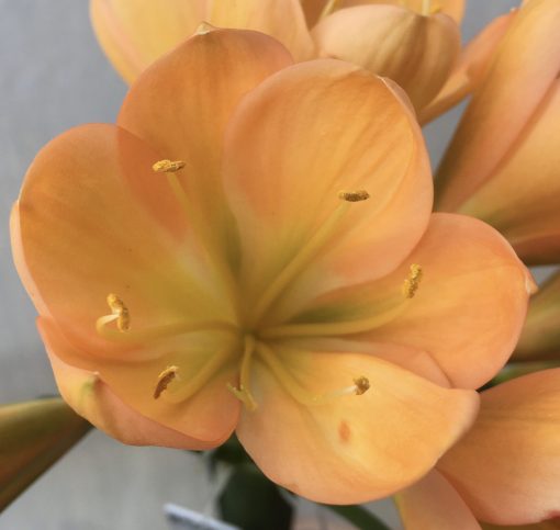 SH521  Dark peach Clivia miniata with strong green center - Image 2