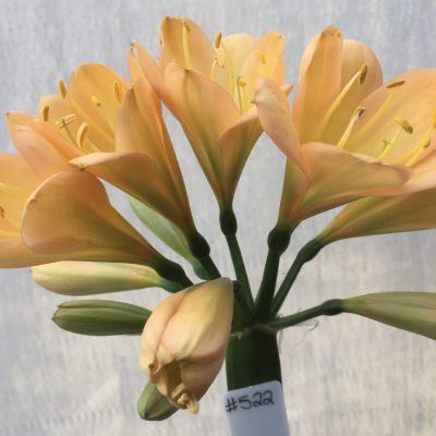 SH522  Mid peach Clivia miniata with very light green center and pink blush