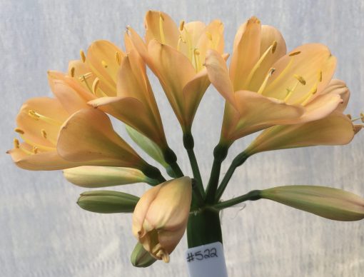 SH522  Mid peach Clivia miniata with very light green center and pink blush