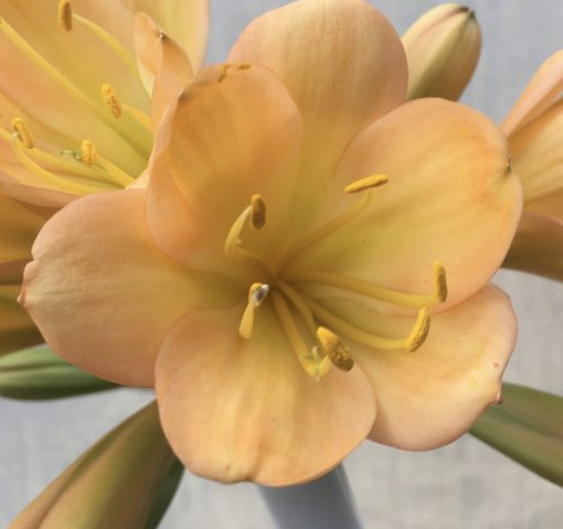 SH522  Mid peach Clivia miniata with very light green center and pink blush - Image 2