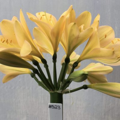 SH523  Light peach Clivia miniata with pink blush and yellow center