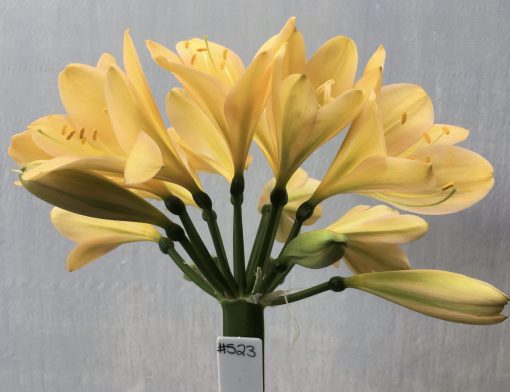 SH523  Light peach Clivia miniata with pink blush and yellow center