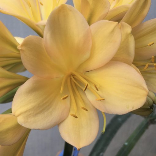 SH523  Light peach Clivia miniata with pink blush and yellow center - Image 2