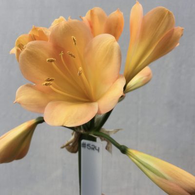 SH524  Mid to Dark Peach Clivia miniata with strong pink/yellow blush