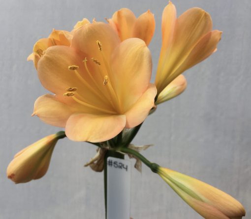 SH524  Mid to Dark Peach Clivia miniata with strong pink/yellow blush