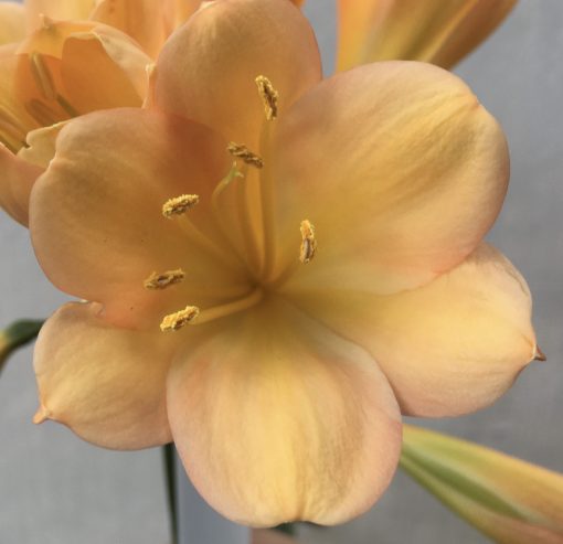 SH524  Mid to Dark Peach Clivia miniata with strong pink/yellow blush - Image 2