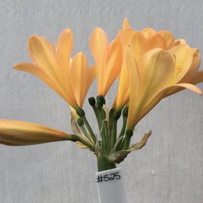 SH525 Mid/Dark peach Clivia miniata with pink blush