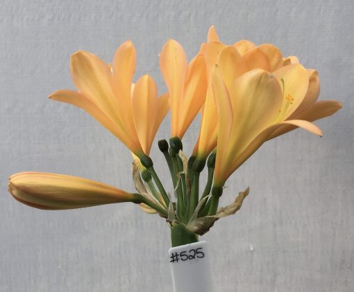 SH525 Mid/Dark peach Clivia miniata with pink blush