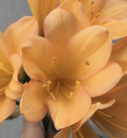 SH525 Mid/Dark peach Clivia miniata with pink blush - Image 2