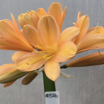 SH526  Mid/Dark peach Clivia miniata with pink & yellow blush