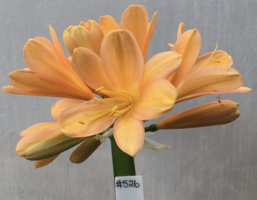 SH526  Mid/Dark peach Clivia miniata with pink & yellow blush