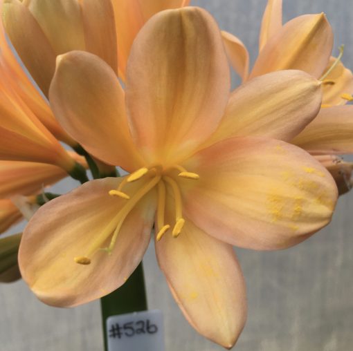 SH526  Mid/Dark peach Clivia miniata with pink & yellow blush - Image 2