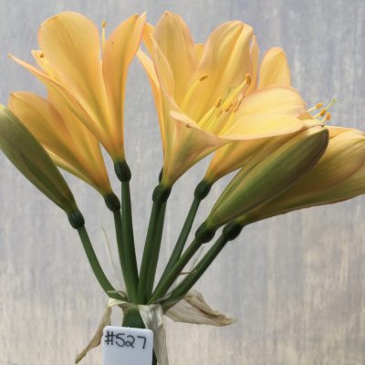 SH527  Mid peach Clivia miniata with pink edges to petals and strong yellow throat
