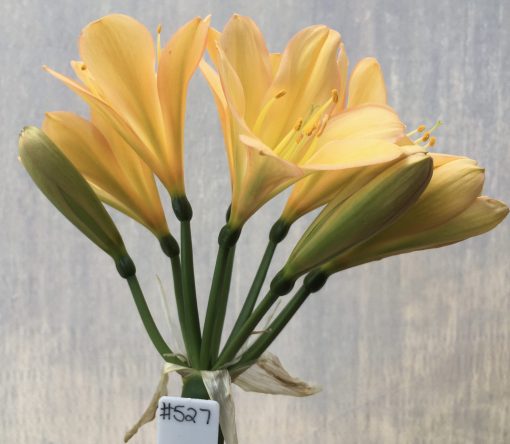 SH527  Mid peach Clivia miniata with pink edges to petals and strong yellow throat