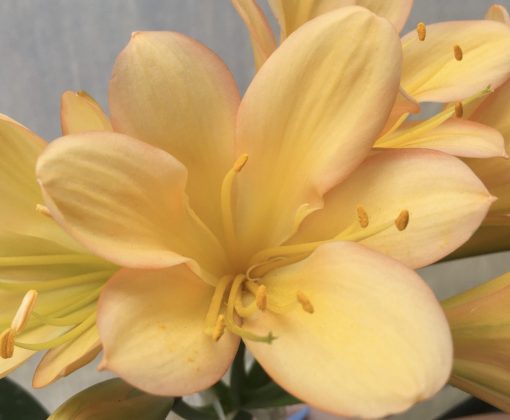 SH527  Mid peach Clivia miniata with pink edges to petals and strong yellow throat - Image 2