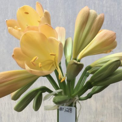 SH528  Mid peach Clivia miniata with soft pink blush and cup shaped flowers