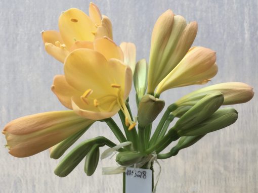 SH528  Mid peach Clivia miniata with soft pink blush and cup shaped flowers