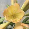 SH528  Mid peach Clivia miniata with soft pink blush and cup shaped flowers - Image 2