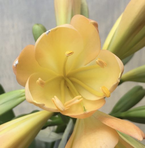 SH528  Mid peach Clivia miniata with soft pink blush and cup shaped flowers - Image 2